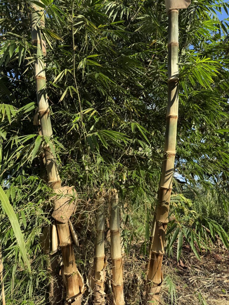 22_bambu gigante
