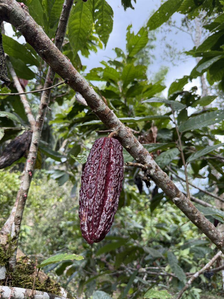 29_Cacao