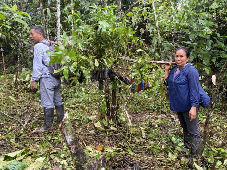 Transporte de plantas Ongota