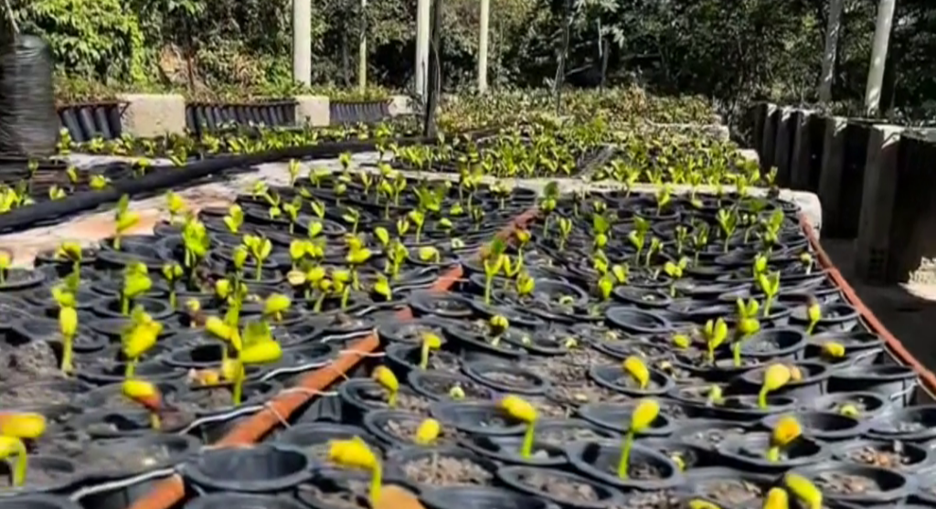 New Nursery (2026)