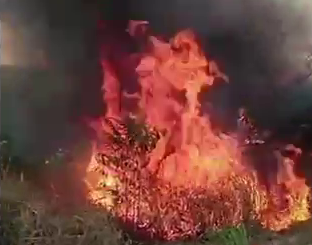 Fire Stewardship (2026)